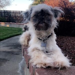 Meet your Posher, Lizzie